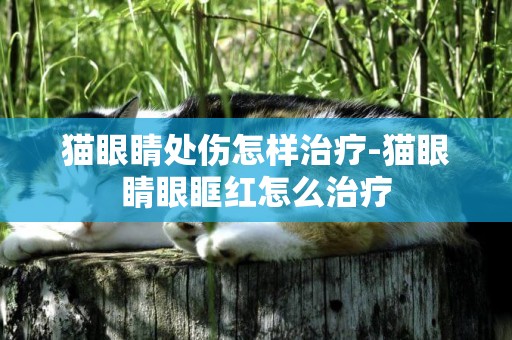 貓眼睛處傷怎樣治療-貓眼睛眼眶紅怎么治療