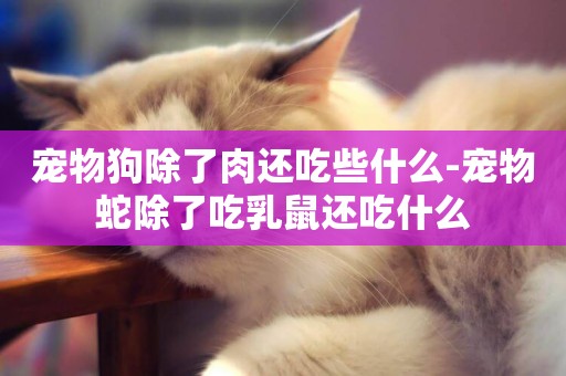 寵物狗除了肉還吃些什么-寵物蛇除了吃乳鼠還吃什么