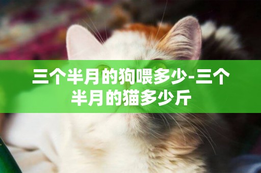 三個半月的狗喂多少-三個半月的貓多少斤