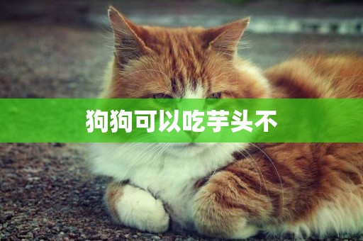狗狗可以吃芋頭不