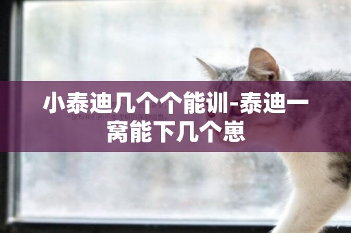 小泰迪幾個個能訓-泰迪一窩能下幾個崽