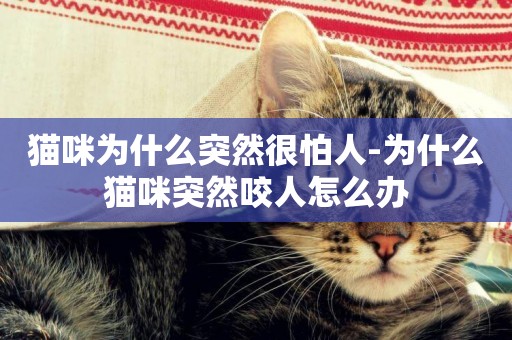貓咪為什么突然很怕人-為什么貓咪突然咬人怎么辦