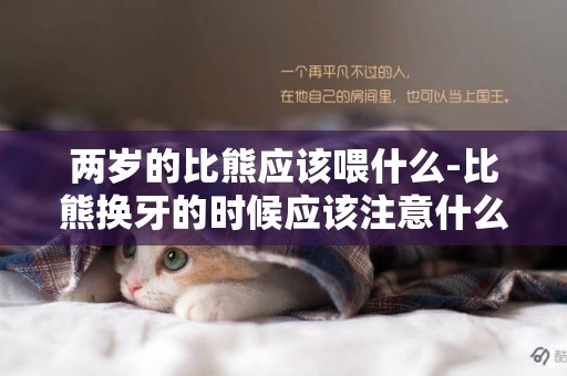 兩歲的比熊應該喂什么-比熊換牙的時候應該注意什么
