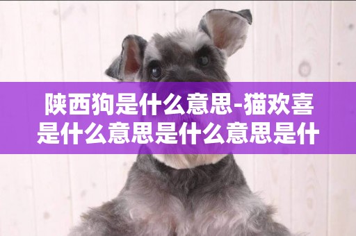 陜西狗是什么意思-貓歡喜是什么意思是什么意思是什么意思