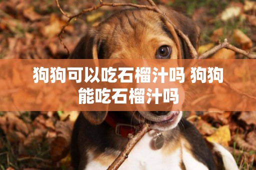 狗狗可以吃石榴汁嗎 狗狗能吃石榴汁嗎