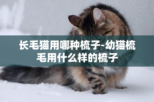 長毛貓用哪種梳子-幼貓梳毛用什么樣的梳子