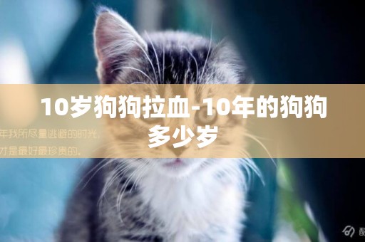 10歲狗狗拉血-10年的狗狗多少歲