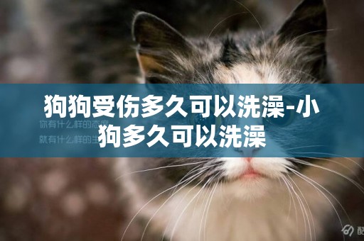 狗狗受傷多久可以洗澡-小狗多久可以洗澡
