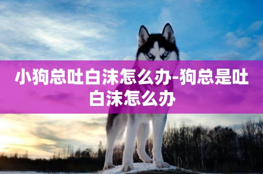 小狗總吐白沫怎么辦-狗總是吐白沫怎么辦