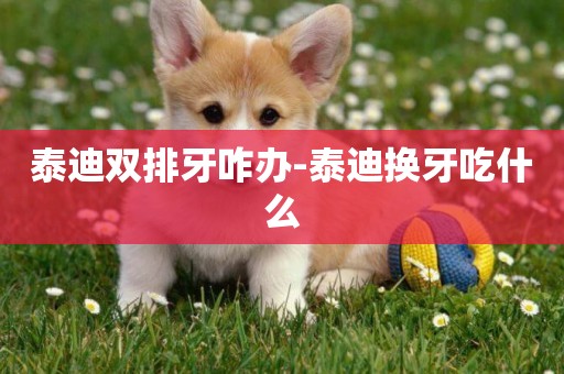 泰迪雙排牙咋辦-泰迪換牙吃什么