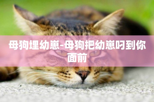母狗埋幼崽-母狗把幼崽叼到你面前