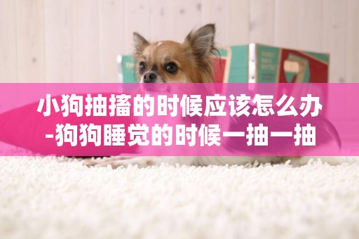 小狗抽搐的時候應該怎么辦-狗狗睡覺的時候一抽一抽的應該怎么辦