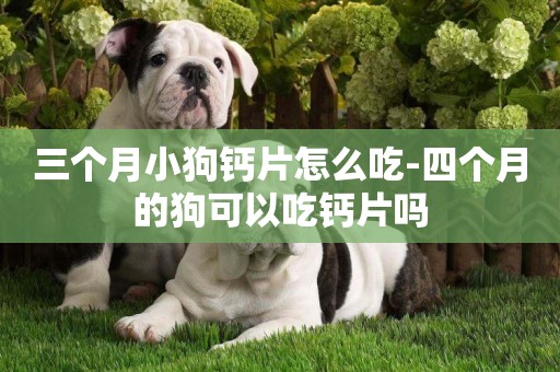 三個月小狗鈣片怎么吃-四個月的狗可以吃鈣片嗎