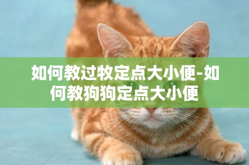 如何教過牧定點大小便-如何教狗狗定點大小便