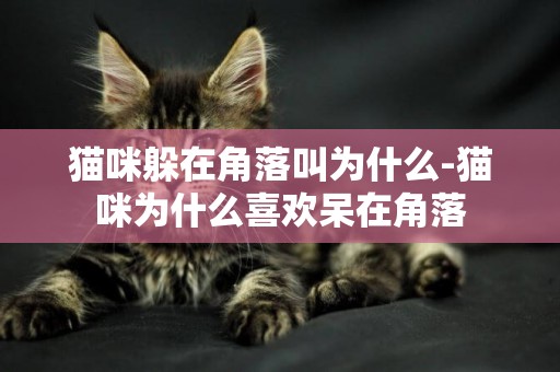 貓咪躲在角落叫為什么-貓咪為什么喜歡呆在角落