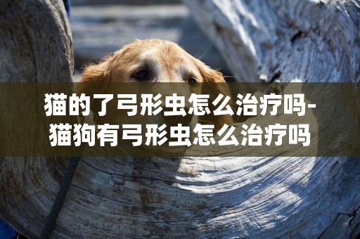 貓的了弓形蟲怎么治療嗎-貓狗有弓形蟲怎么治療嗎