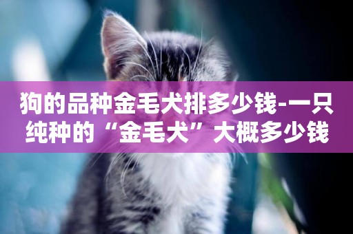 狗的品種金毛犬排多少錢-一只純種的“金毛犬”大概多少錢
