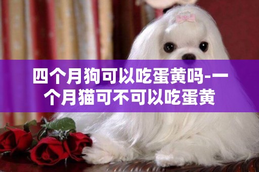 四個月狗可以吃蛋黃嗎-一個月貓可不可以吃蛋黃
