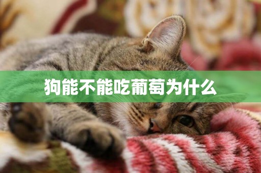 狗能不能吃葡萄為什么