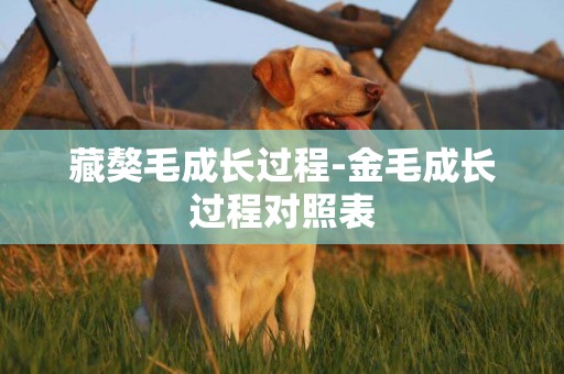 藏獒毛成長過程-金毛成長過程對照表