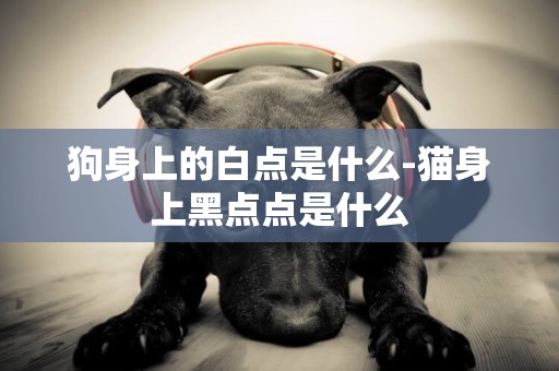 狗身上的白點是什么-貓身上黑點點是什么
