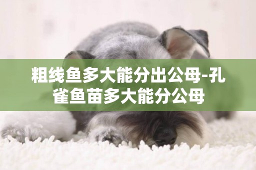 粗線魚多大能分出公母-孔雀魚苗多大能分公母