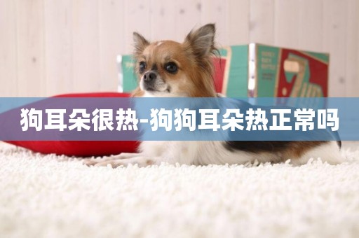 狗耳朵很熱-狗狗耳朵熱正常嗎