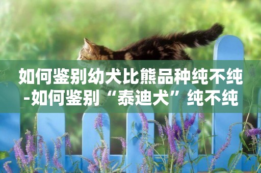 如何鑒別幼犬比熊品種純不純-如何鑒別“泰迪犬”純不純