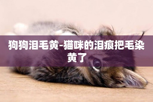 狗狗淚毛黃-貓咪的淚痕把毛染黃了