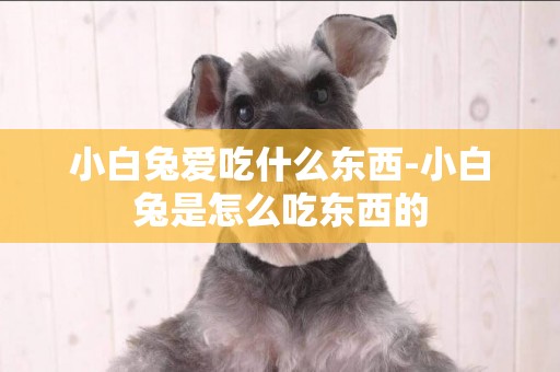 小白兔愛吃什么東西-小白兔是怎么吃東西的