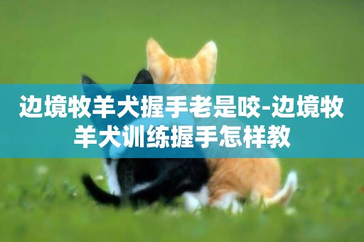 邊境牧羊犬握手老是咬-邊境牧羊犬訓練握手怎樣教