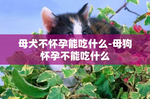 母犬不懷孕能吃什么-母狗懷孕不能吃什么
