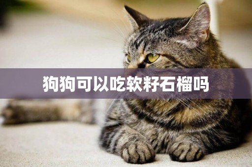狗狗可以吃軟籽石榴嗎