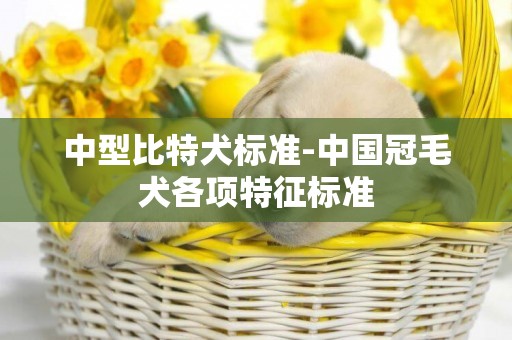 中型比特犬標準-中國冠毛犬各項特征標準