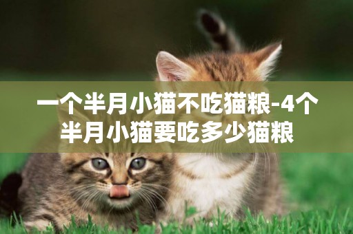 一個半月小貓不吃貓糧-4個半月小貓要吃多少貓糧