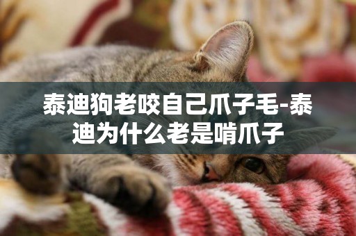 泰迪狗老咬自己爪子毛-泰迪為什么老是啃爪子