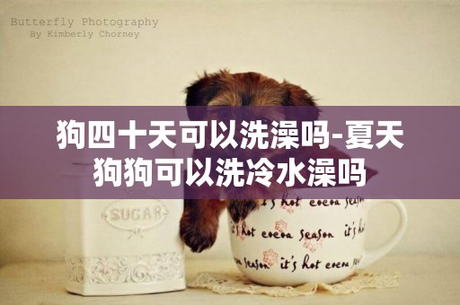 狗四十天可以洗澡嗎-夏天狗狗可以洗冷水澡嗎