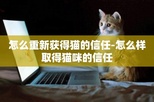 怎么重新獲得貓的信任-怎么樣取得貓咪的信任