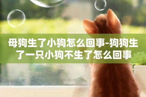 母狗生了小狗怎么回事-狗狗生了一只小狗不生了怎么回事