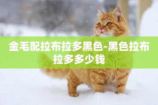 金毛配拉布拉多黑色-黑色拉布拉多多少錢