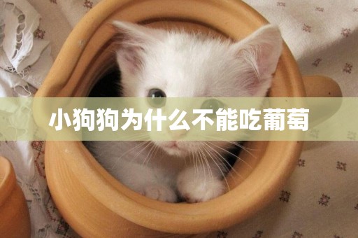 小狗狗為什么不能吃葡萄