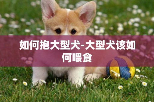 如何抱大型犬-大型犬該如何喂食