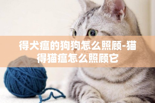 得犬瘟的狗狗怎么照顧-貓得貓瘟怎么照顧它