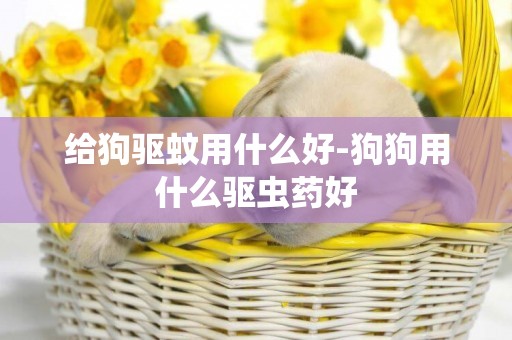 給狗驅蚊用什么好-狗狗用什么驅蟲藥好