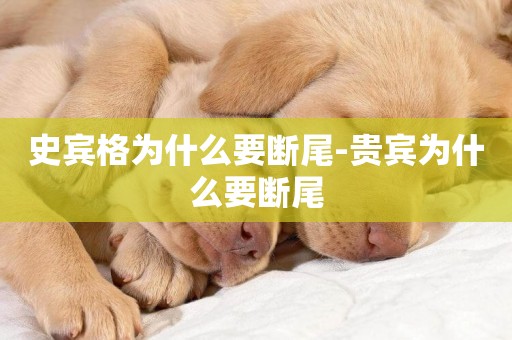 史賓格為什么要斷尾-貴賓為什么要斷尾