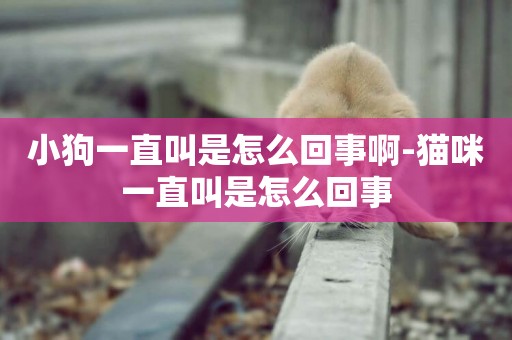 小狗一直叫是怎么回事啊-貓咪一直叫是怎么回事