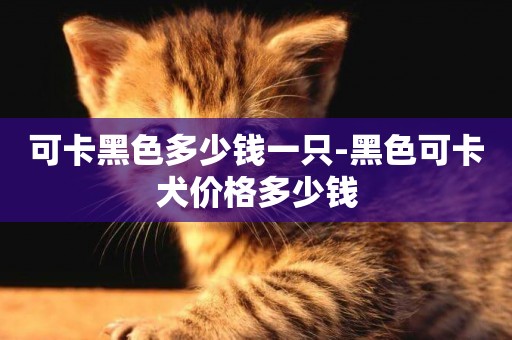 可卡黑色多少錢一只-黑色可卡犬價格多少錢