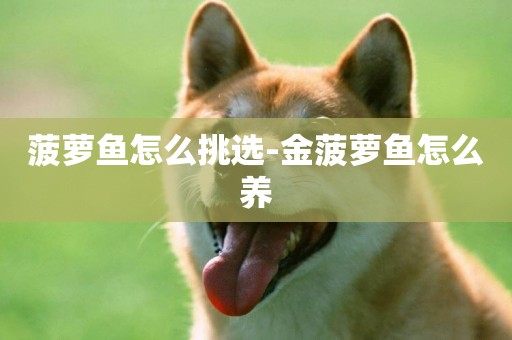 菠蘿魚怎么挑選-金菠蘿魚怎么養
