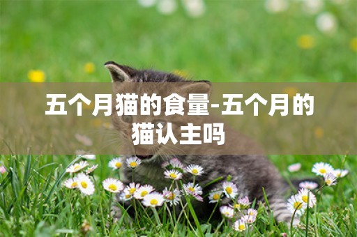 五個月貓的食量-五個月的貓認主嗎