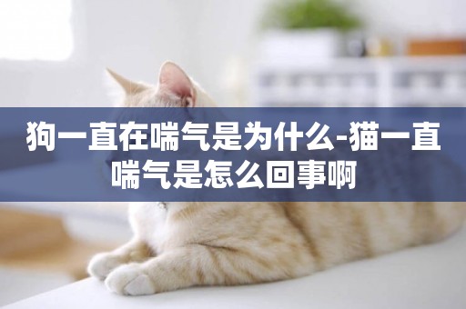 狗一直在喘氣是為什么-貓一直喘氣是怎么回事啊